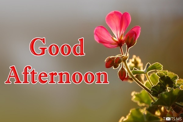 Good Afternoon Messages - Webprecis