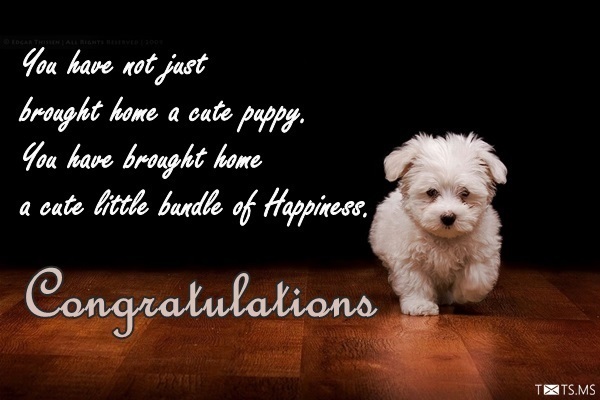 Congratulations Messages For New Dog WishesMsg, 58% OFF