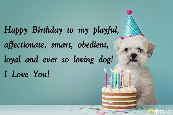 Birthday Wishes for Dogs, Messages, Quotes, and Pictures - Webprecis